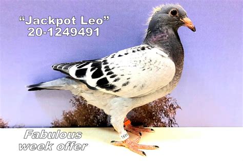 Category:Jackpot Pigeons .
